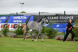 Pure Bred Arab Championship