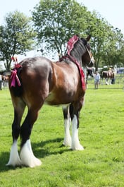 E33_4441 2026