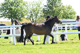 34-35 M&M In Hand 4yrs Plus Large Breeds
