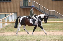121B Coloured Ridden Non Native Horse