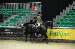 Show Hunter Pony of the Year 153cm