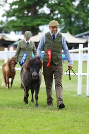Miniature Shetland Championship