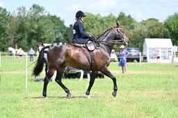 58 Ladies Show Horse