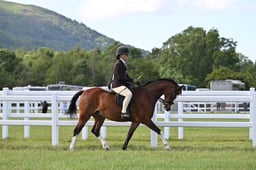 H13 HOYS Ridden Welsh B