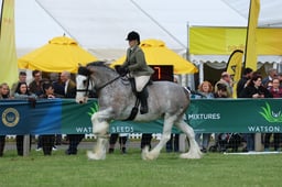 Ridden Clydesdale