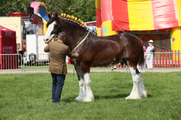 E33_4640 2026