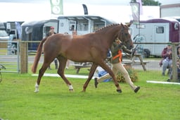 N45_0784 2026