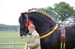 SH9 HOYS Shire In Hand