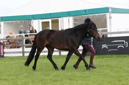 W29_0506 2026