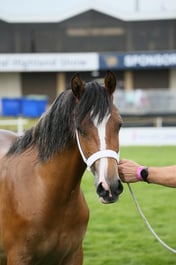 503 Yearling Colt Filly or Gelding