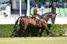 H61_8035 2026