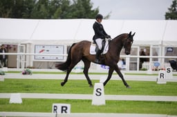 00 UNKNOWN DRESSAGE