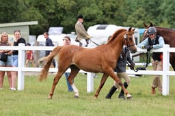 Z43_6477 2026