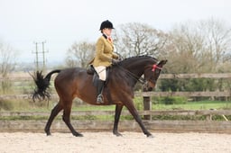 Class 115 LIHS Rising Star Small Riding Horse