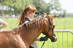 84 Yearling Filly or Gelding