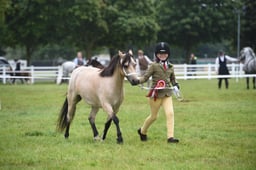 272-71 Young Handler Championship