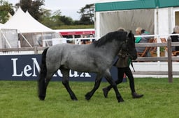 W29_0723 2026