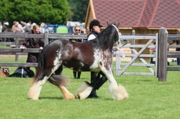 S28_8444 2026