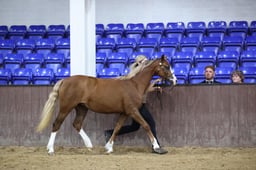 15 Welsh B Supreme Championship