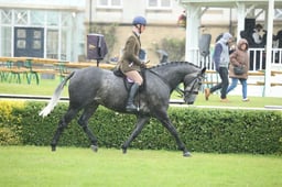 Ridden Hunters Novice