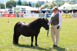 299 Geldings
