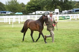 F495094 Part Bred In Hand Championship