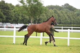 CLH116 Hunter Yearling