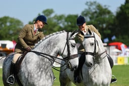 28 HOYS Heavyweight Ridden Hunter