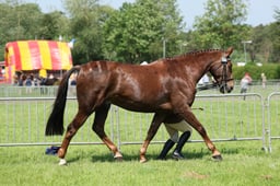 C33_1174 2026