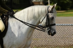 102F M&M Ridden Connemara