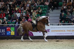 M&M Ridden Welsh D Pony of the Year