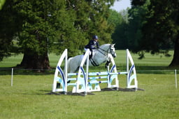 117 BLACKWOODLAND JESTER
