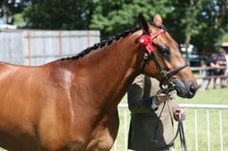 H95 Show Horse In Hand 2 & 3yrs