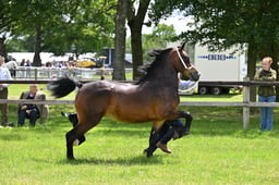 H79 Welsh D 2-3 yr Filly or Gelding