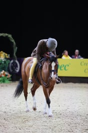 M&M Ridden Welsh B Pony of the Year