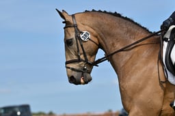 389 SILVERSPRINGS CHATTERBOX