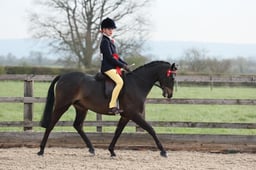 Class 81 ShowRiding Pony