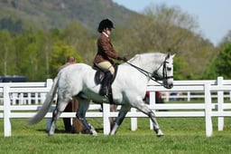 H19_0050 2026