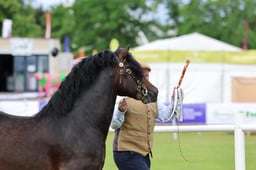 494 Stallion