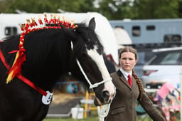 15 Heavy Horse Young Handler 12-18yrs