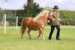 70 In Hand M&M Small Breeds