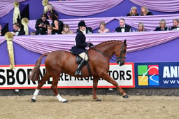 Supreme Horse of the Year Championships