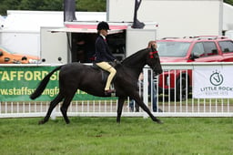 68 RIHS Show Pony 148cm