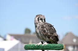 N68_5606 2026