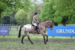 163 Ridden Appaloosa