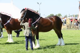 E33_4308 2026