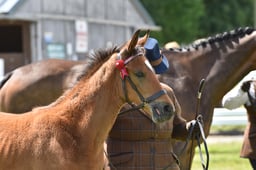 CLH149 Colt  Filly Foal