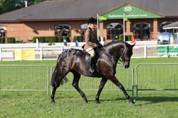 74 HOYS Show Hunter