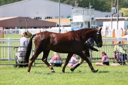 C33_1096 2026