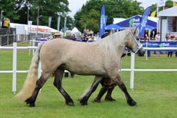 C44_0532 2026